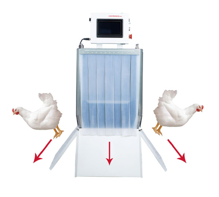 Farms Machine Hot Chicken Weighting Uniformity Poultry Breeding Sale 220V Grading Device for Breeder Farm Pullet Layer and Broiler